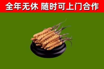 杜集回收散虫草