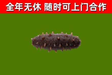 杜集回收海参干